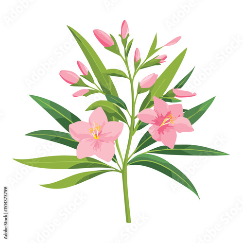 Lovely Pink Oleander Flower Cluster