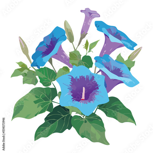 Mixed Blue Purple Morning Glory