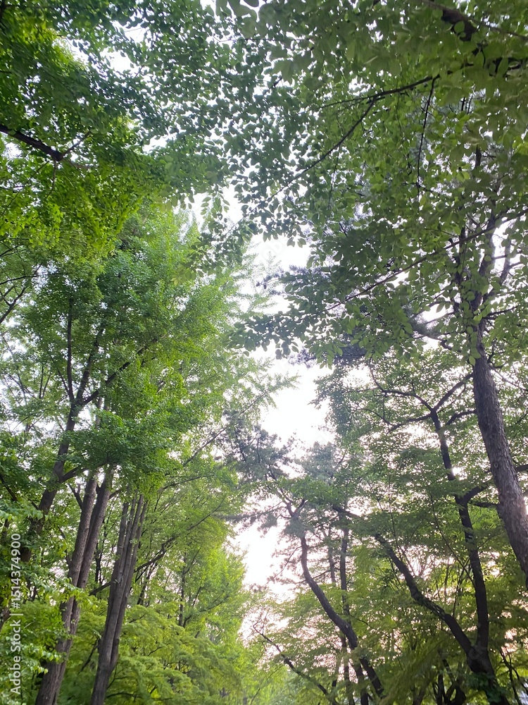 Obraz premium 여름하늘