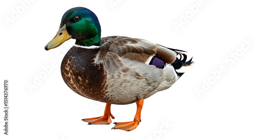 Isolated mallard duck image for identification and educational use wildlife photography bird species guide