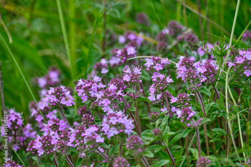 Blossoming fragrant Thymus serpyllum, Breckland wild thyme, creeping thyme, or elfin thyme close-up