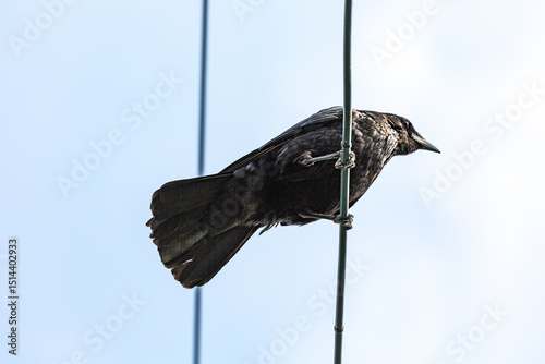 Crow on metal wire from below