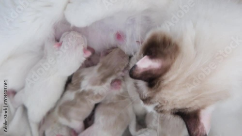 Five Newborn Ragdoll kittens feeding from their mother.