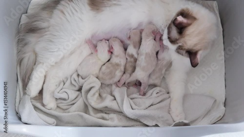 Five Newborn Ragdoll kittens feeding from their mother.
