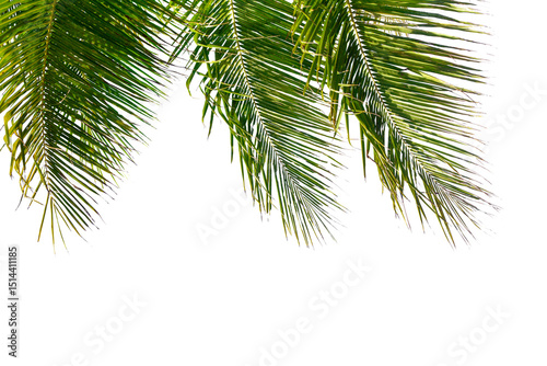 Fototapeta Naklejka Na Ścianę i Meble -  Palm tree leaves texture white background isolated closeup, coconut palm leaf decoration, green palm branch frame, exotic foliage pattern, design element for tropical island, sea beach, summer holiday
