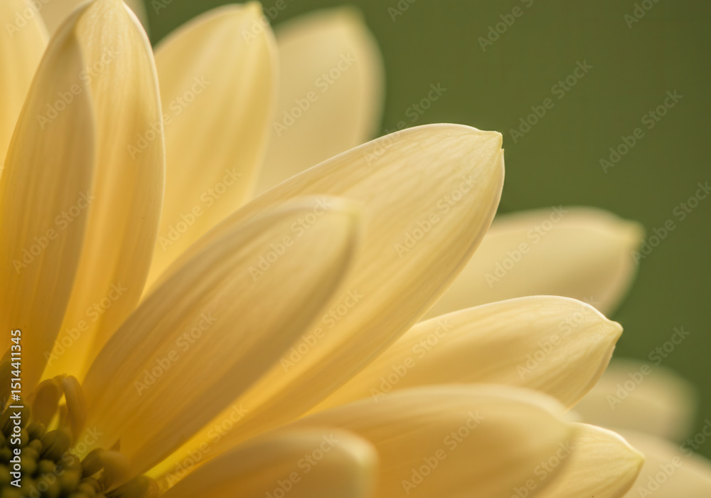 Obraz premium A radiant yellow flower showcases delicate petals in a mesmerizing close-up view.
