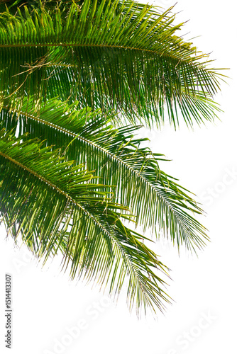 Palm tree leaves texture white background isolated closeup, coconut palm leaf decoration, green palm branch frame, exotic foliage pattern, design element for tropical island, sea beach, summer holiday