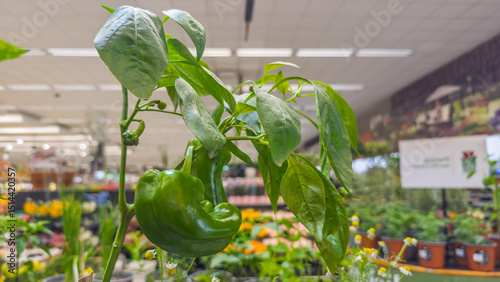 Green bell pepper growing on plant inside greenhouse or nursery, ideal for sustainable agriculture, horticulture, and organic food.