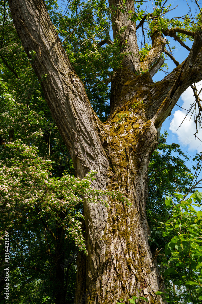 Fototapeta premium Sturdy trunk of a poplar (Populus) and the flowering branches of a hawthorn (Crataegus monogyna). Landscape in Bavaria, Germany
