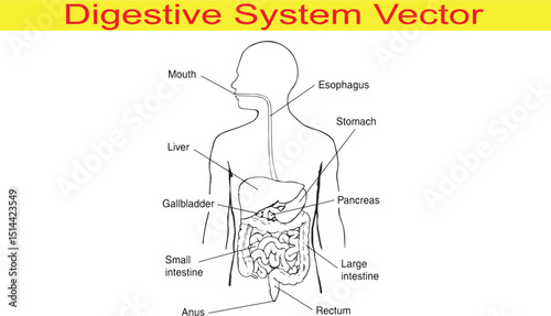 Digestive System Outline