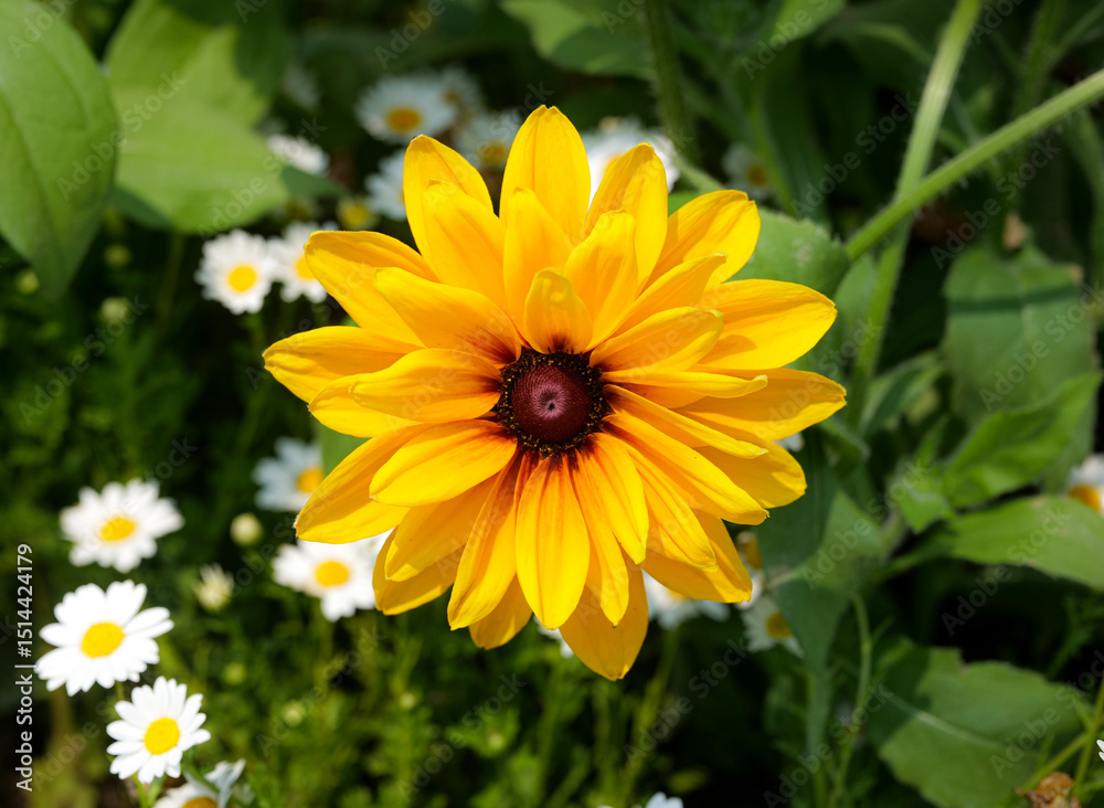 Obraz premium yellow flower in the garden