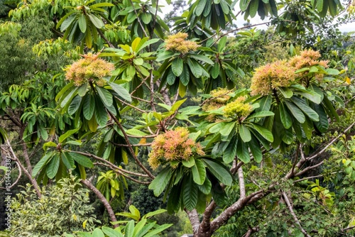 Peltophorum pterocarpum tree photo