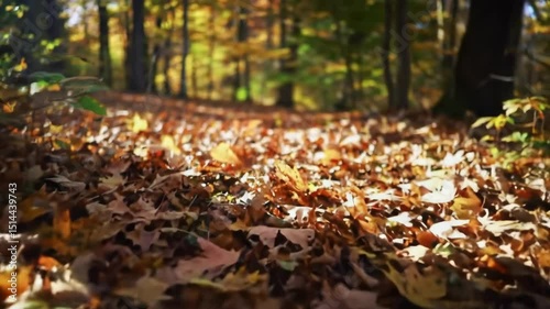 Wallpaper Mural Autumn leaves covering forest floor Torontodigital.ca