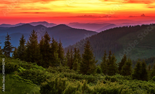 amazing summer blossoming pink wild rhododendrons flowers in Carpathian mountains, amazing nature background, border Ukraine and Romania, Marmarosy range, Transcarpathian region, near Rahiv, Europe	
