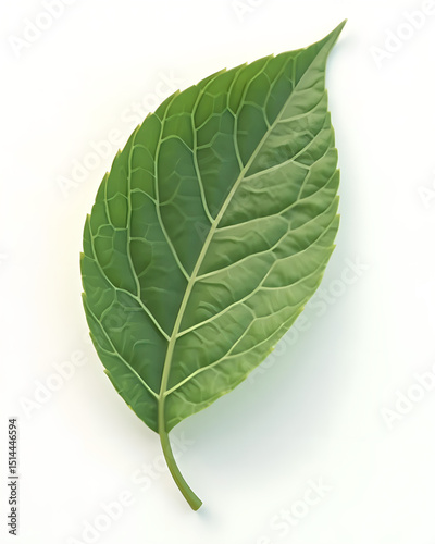 Minimalist Green Leaf Isolated on White – Natural Eco Concept