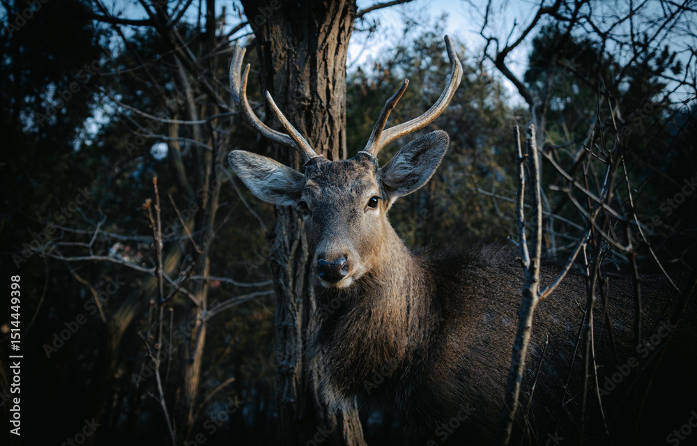 Obraz premium Sika deer outdoors 