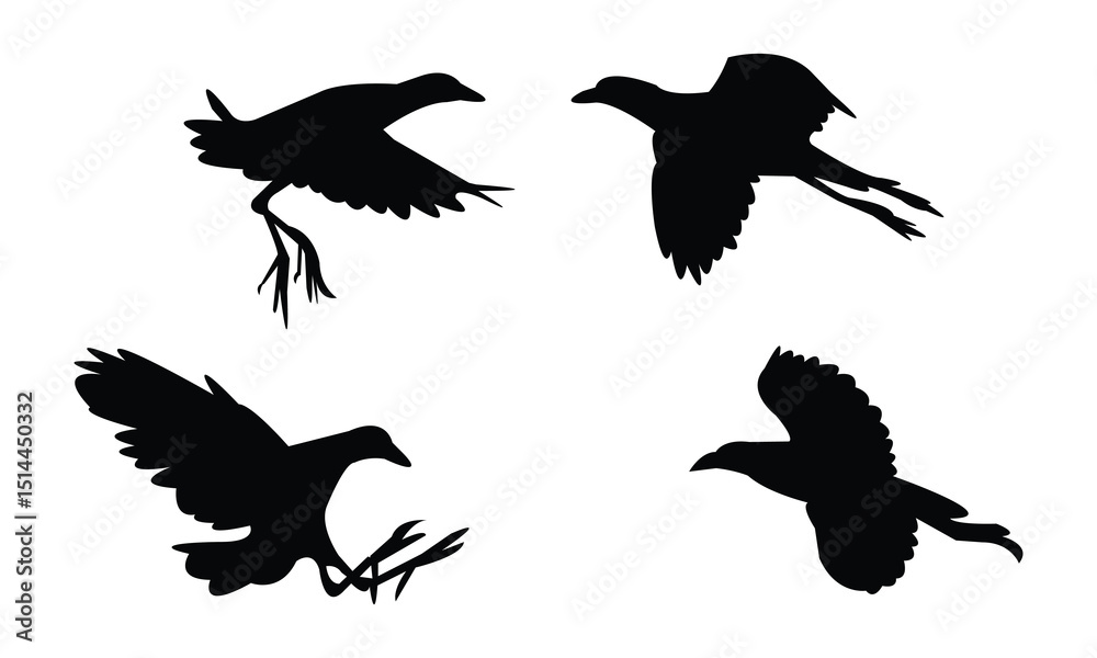 Obraz premium Flying Allen's gallinule bird Silhouette Design And Vector Illustration. 