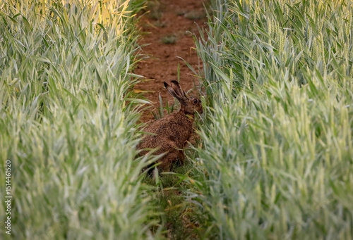 hare on the field