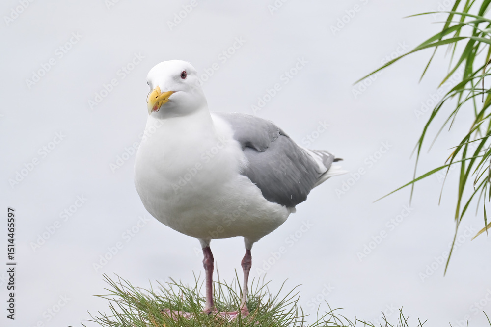 Fototapeta premium A Glaucous-winged Gull (Larus glaucescens) perched on a rock beside Resurrection Bay near Seward, Alaska.