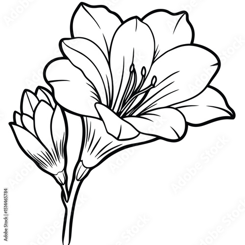Vibrant Freesia Flower illustration with delicate full bloom petals