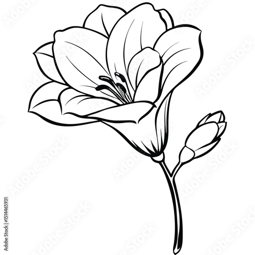 Vibrant Freesia Flower illustration with delicate full bloom petals