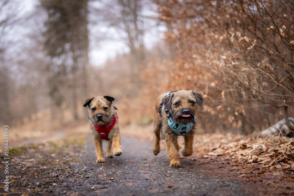 Fototapeta premium Two Border Terriers (Canis lupus familiaris) running on a forest path, blue and red harnesses, autumn leaves, joyful energy, natural outdoor scene, focus on dogs, blurred background.
