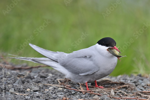 An Arctic Tern (Sterna paradisaea) tries to figure out how to swallow a threespine stickleback it caught in Potter Marsh, Alaska. photo