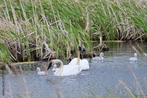 A family of Trumpeter Swans (Cygnus buccinator) feed in the nutrient-rich waters of Potter Marsh, Alaska.