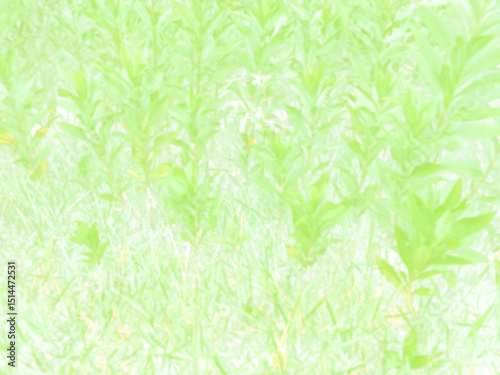 野草のイメージ背景。イラスト風の写真。