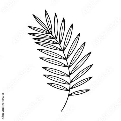 Illustration of a palm leaf