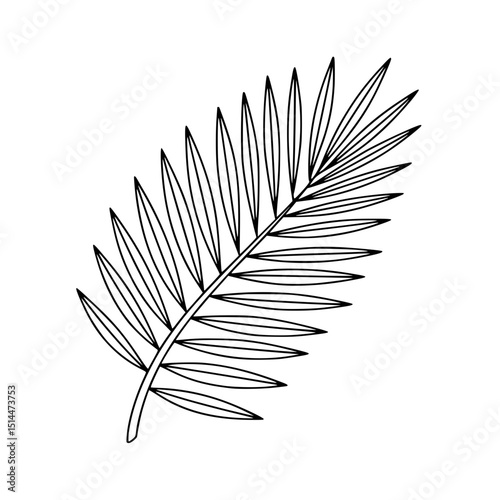 Illustration of a palm leaf