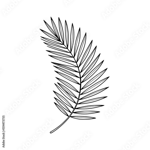 Illustration of a palm leaf