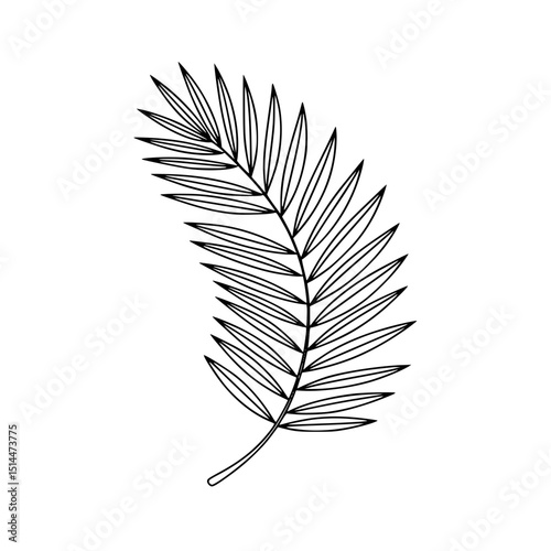 Illustration of a palm leaf