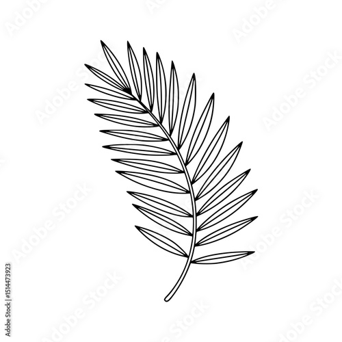Illustration of a palm leaf
