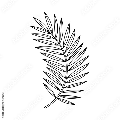 Illustration of a palm leaf