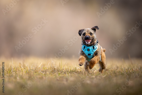 Border Terrier (Canis lupus familiaris) running on dry grass, blue harness, joyful expression, tongue out, natural outdoor scene, action, focus on dog, blurred background, energetic moment.
