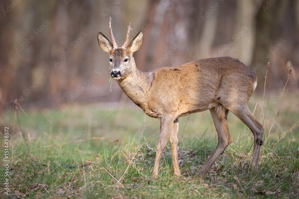 Fototapeta premium Roe deer (Capreolus capreolus) standing alert among birch trees in spring forest, soft sunlight, antlers, detailed fur, natural habitat, peaceful wildlife scene, blurred background.