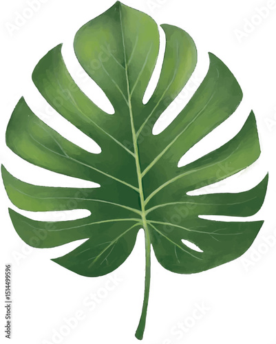 Realistic Monstera Leaf Illustration