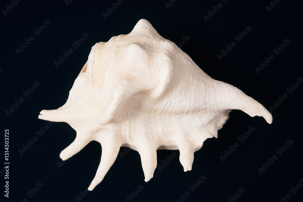 Naklejka premium seashell on black background