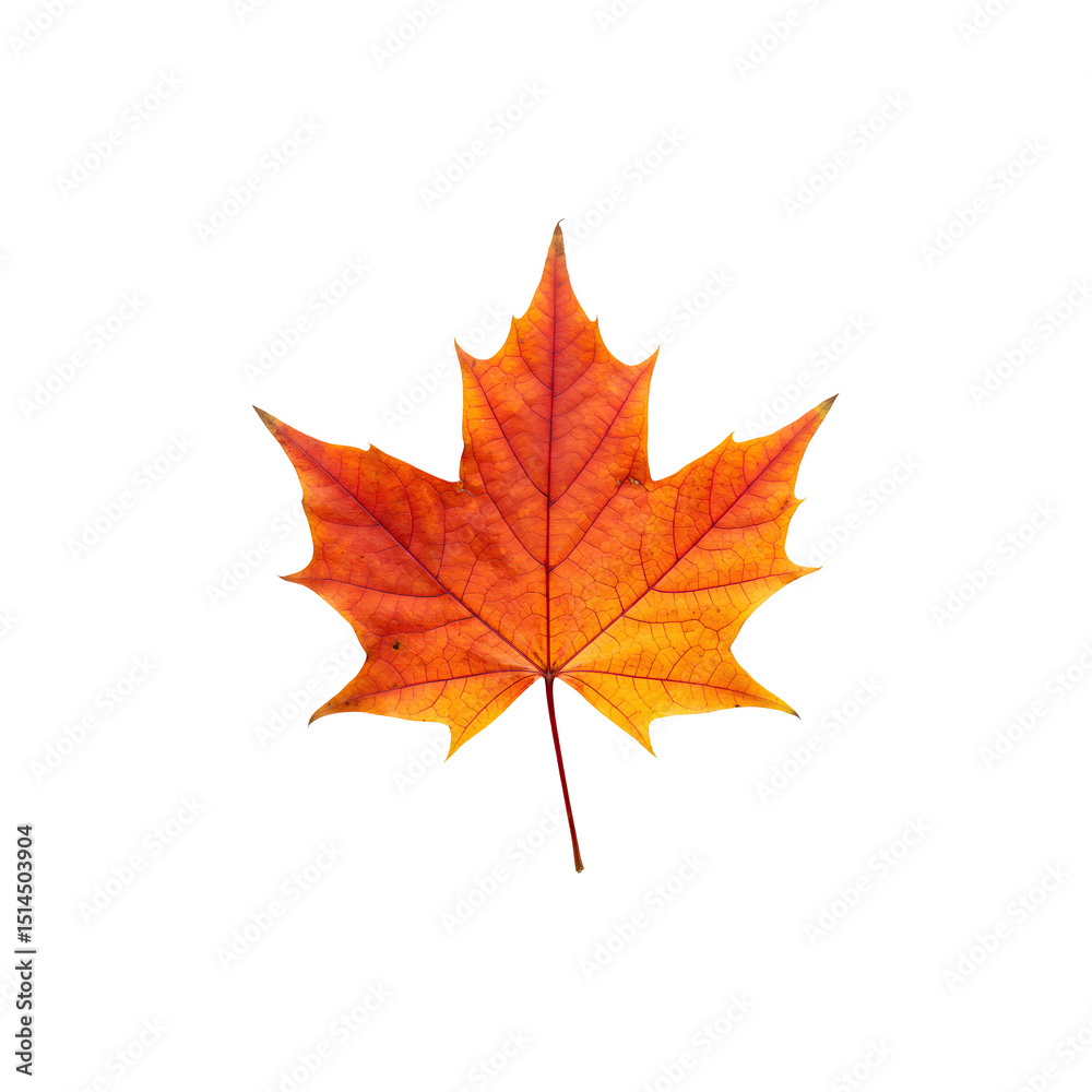 Fototapeta premium Vibrant orange and red autumn leaf isolated on a white background