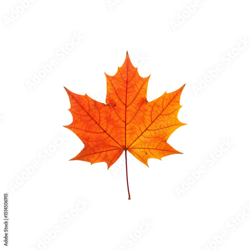 Wallpaper Mural Bright orange maple leaf representing autumn and seasonal changes Torontodigital.ca