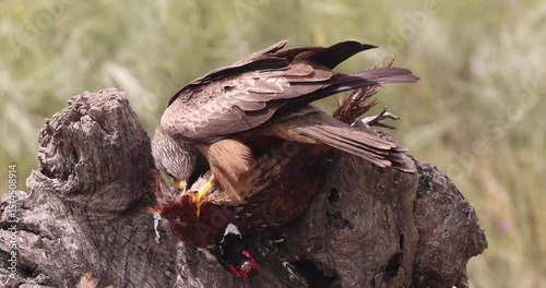 Black kite feeding on pheasant prey over old weathered tree trunk.