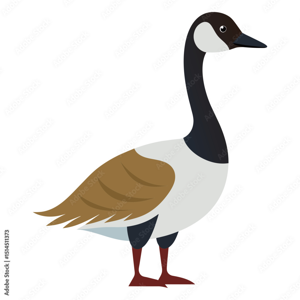 Fototapeta premium Graceful Canada Goose Vector Art