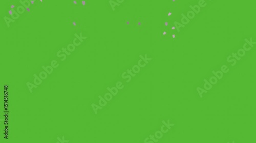 Sakura petal drop pink color on wind flow overlay graphic flower falling seasonal of japan simple minimal animation.