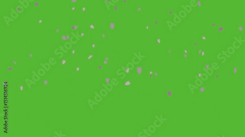 Sakura petal drop pink color on wind flow overlay graphic flower falling seasonal of japan simple minimal animation.