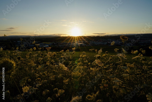 Hill with wildflowers and sunset