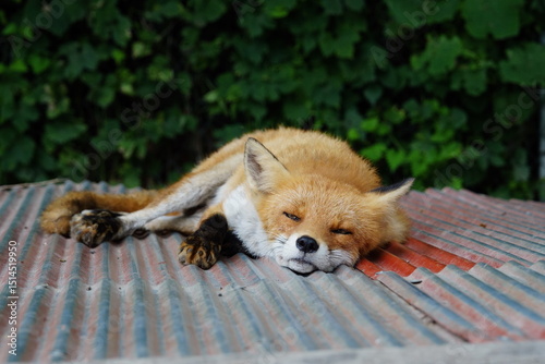 A fox living in Hokkaido