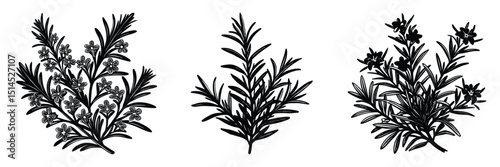 Black and white rosemary plant illustration vector botanical drawing herbs aromatic culinary design element
