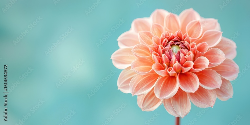 Fototapeta premium A Stunning Peach Dahlia Flower Close Up Shot Against a Soft Teal Background