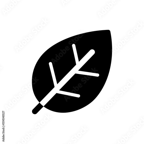 Single Fresh Basil Leaf on White Background